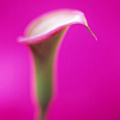 ARUM, LILY - ARUM LILY, CALLA LILY