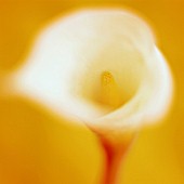 ARUM, LILY - ARUM LILY, CALLA LILY