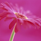 GERBERA, GERBERA