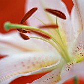 LILIUM, LILY