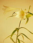 LONGIFLORUM ‘WHITE EUROPE’, LILY - EASTER LILY