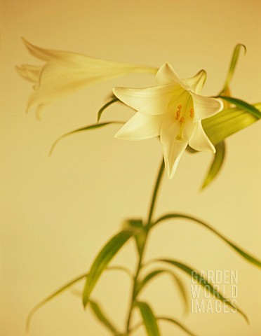 LONGIFLORUM_WHITE_EUROPE_LILY__EASTER_LILY