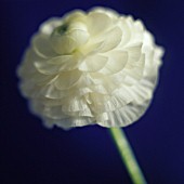 RANUNCULUS INRA WIT, RANUNCULUS