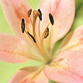 LILIUM ‘HIGHNESS’ (LA HYBRID), LILY