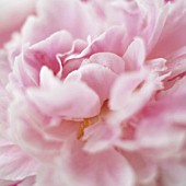 PAEONIA LACTIFLORA ‘SARAH BERNHARDT’, PEONY