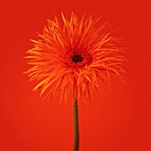 GERBERA - SPIDER ‘TOMAHAWK’, GERBERA