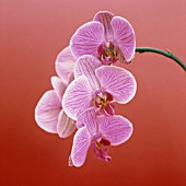 PHALAENOPSIS, ORCHID - MOTH ORCHID