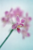 PHALAENOPSIS, ORCHID - MOTH ORCHID