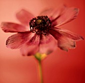 ANEMONE CORONARIA, ANEMONE