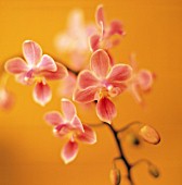 PHALAENOPSIS, ORCHID - MOTH ORCHID