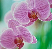 PHALAENOPSIS, ORCHID - MOTH ORCHID