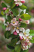 MALUS X ZUMI ‘GOLDEN HORNET’, CRAB APPLE