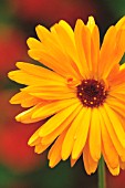 CALENDULA OFFICINALIS, MARIGOLD