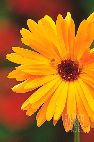 CALENDULA_OFFICINALIS_MARIGOLD