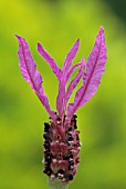 LAVANDULA STOECHAS SUB SP PEDUNCULATA, LAVENDER - FRENCH LAVENDER