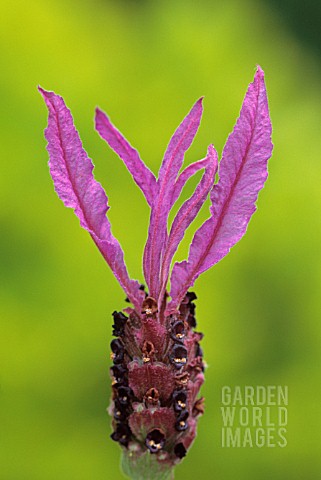 LAVANDULA_STOECHAS_SUB_SP_PEDUNCULATA_LAVENDER__FRENCH_LAVENDER