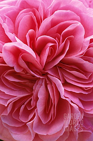 ROSA_GERTRUDE_JEKYLL_SYN_R_AUSBORD_ROSE