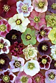 HELLEBORUS ORIENTALIS MIX, (MIXED COLOURED HELLEBORES)