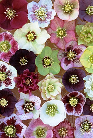 HELLEBORUS_ORIENTALIS_MIX_MIXED_COLOURED_HELLEBORES