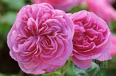 ROSA_GERTRUDE_JEKYLL_SYN_R_AUSBORD_ROSE