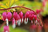 DICENTRA SPECTABILIS, BLEEDING HEART