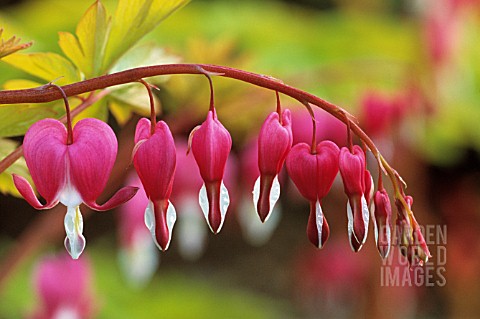 DICENTRA_SPECTABILIS_BLEEDING_HEART