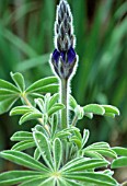 LUPINUS, LUPIN