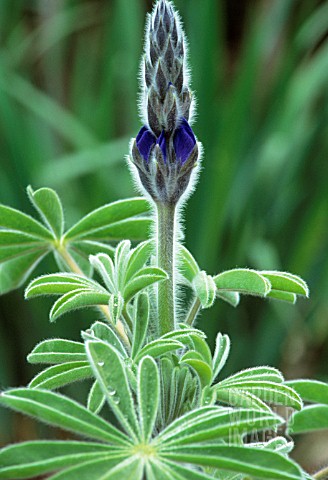 LUPINUS_LUPIN