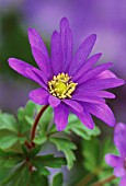 ANEMONE BLANDA, ANEMONE