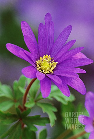 ANEMONE_BLANDA_ANEMONE