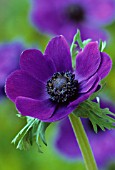 ANEMONE CORONARIA, ANEMONE