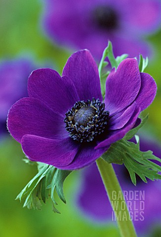 ANEMONE_CORONARIA_ANEMONE