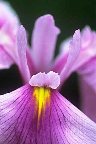 IRIS_ENSATA_ROSE_QUEEN_IRIS