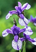 IRIS SIBIRICA ‘FLIGHT OF BUTTERFLIES’, IRIS - SIBERIAN IRIS