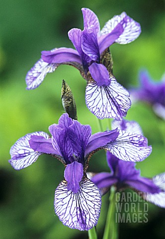 IRIS_SIBIRICA_FLIGHT_OF_BUTTERFLIES_IRIS__SIBERIAN_IRIS