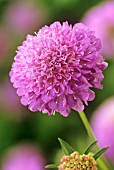 SCABIOSA ATROPURPUREA ‘TALL, DOUBLE MIX’, SCABIOUS