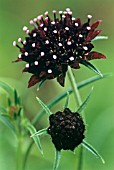 SCABIOSA ATROPURPUREA ‘CHILE BLACK’, SCABIOUS