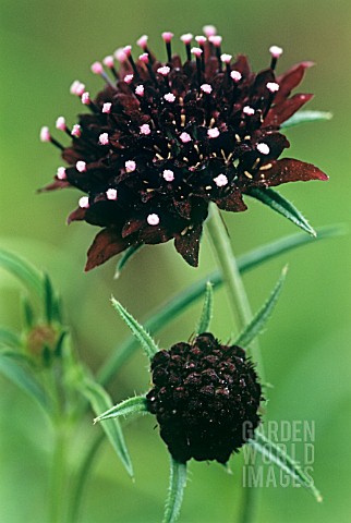 SCABIOSA_ATROPURPUREA_CHILE_BLACK_SCABIOUS