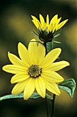 HELIANTHUS LEMON QUEEN, SUNFLOWER