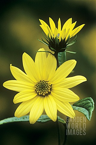 HELIANTHUS_LEMON_QUEEN_SUNFLOWER