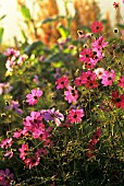 COSMOS BIPINNATUS ‘DAZZLER’, COSMOS