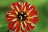 ZINNIA ‘CACTUS ORANGE’, ZINNIA