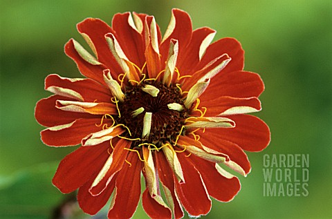 ZINNIA_CACTUS_ORANGE_ZINNIA