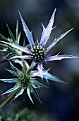 ERYNGIUM BOURGATII, SEA HOLLY