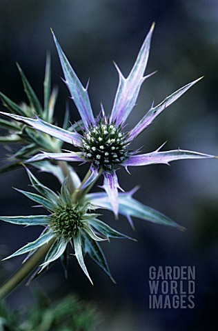 ERYNGIUM_BOURGATII_SEA_HOLLY