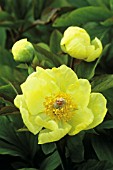 PAEONIA MLOKOSEWITSCHII, PEONY - CAUSICAN PEONY