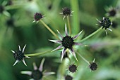 ERYNGIUM, SEA HOLLY