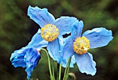 MECONOPSIS X SHELDONII, POPPY