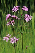 LYCHNIS FLOS-CUCULI, RAGGED ROBIN