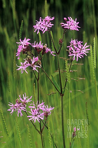 LYCHNIS_FLOSCUCULI_RAGGED_ROBIN